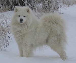 Rasseportrait Samojede